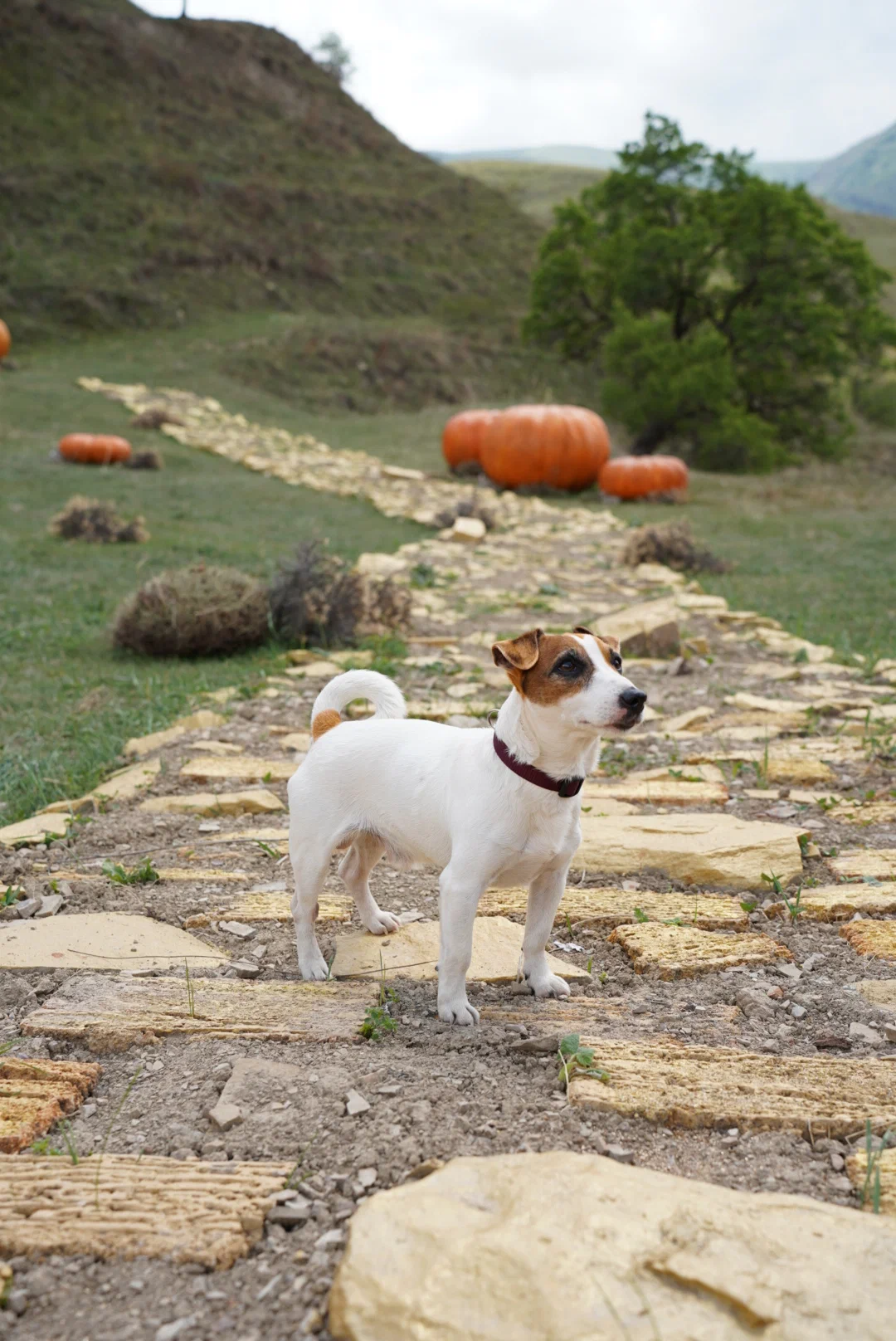 Волшебник Изумрудного города (2024) - фото №8