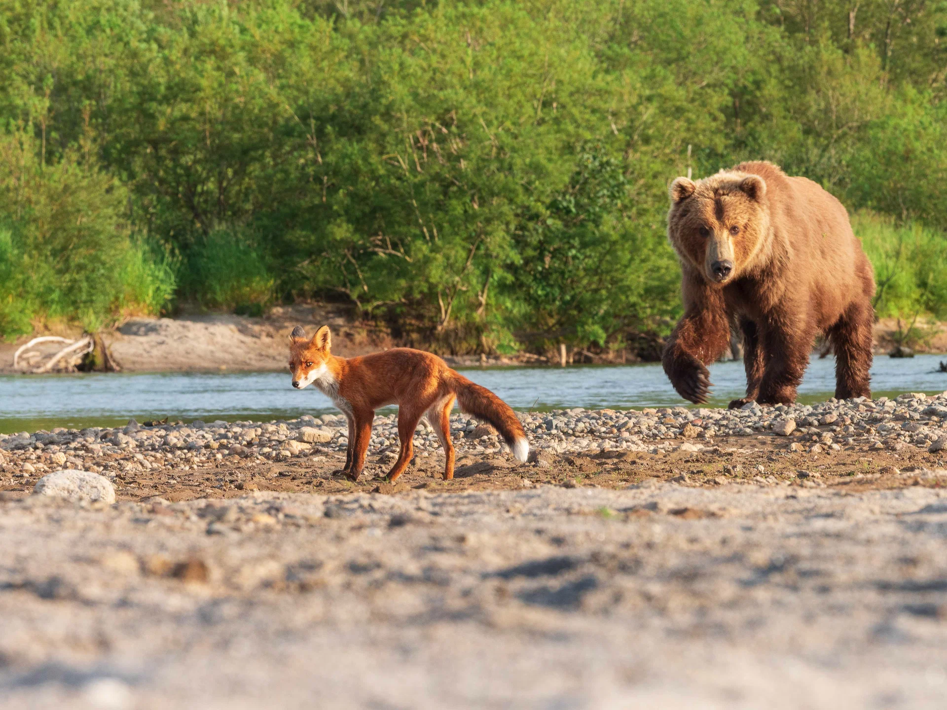 Огненный лис (2024) - фото №8