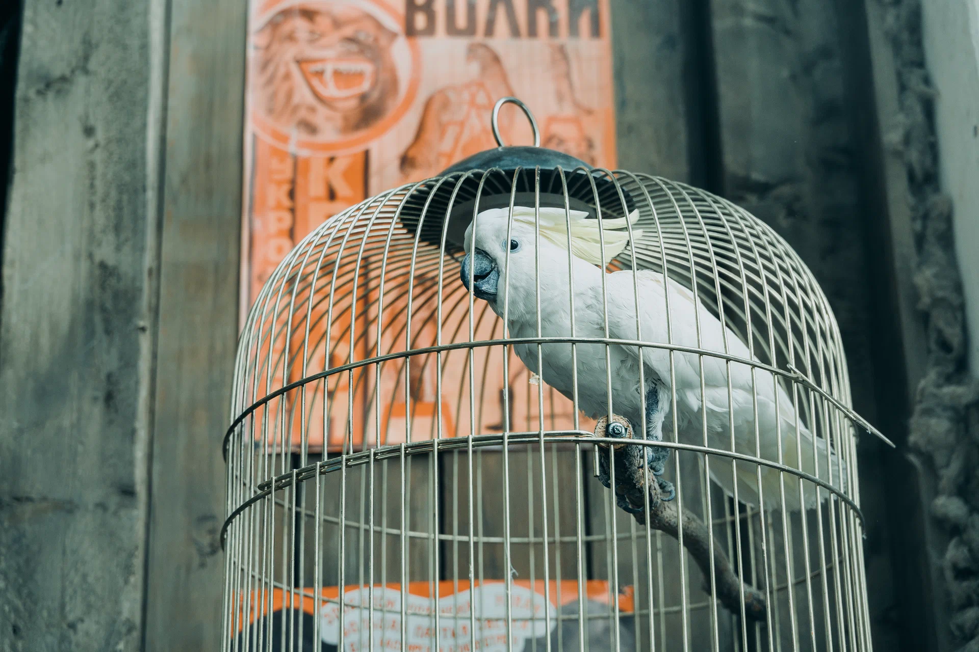 Красавица (2026) - фото №3