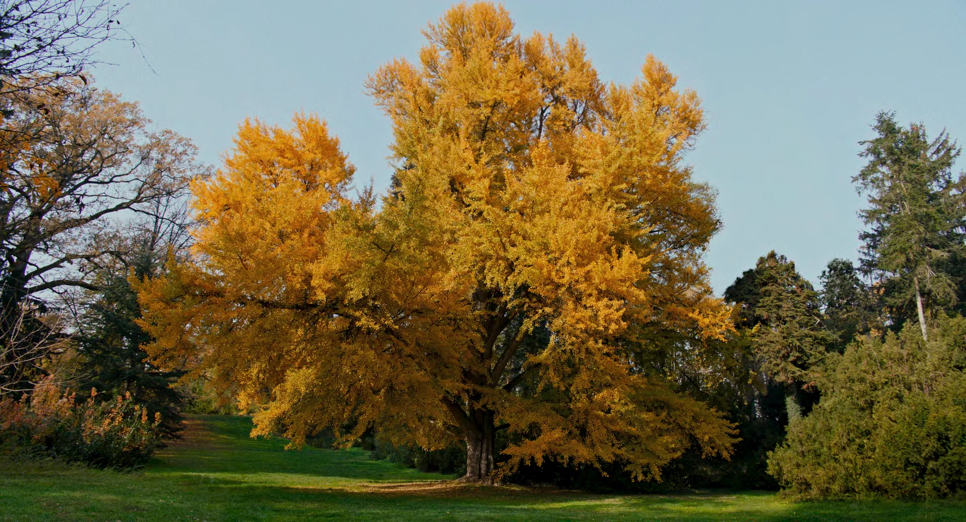 Молчаливый друг (2025) - фото №5