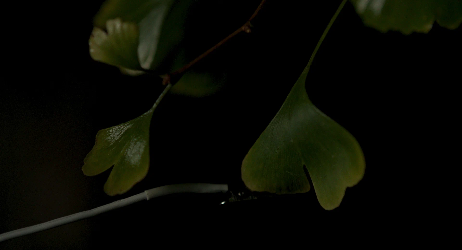 Молчаливый друг (2025) - фото №10