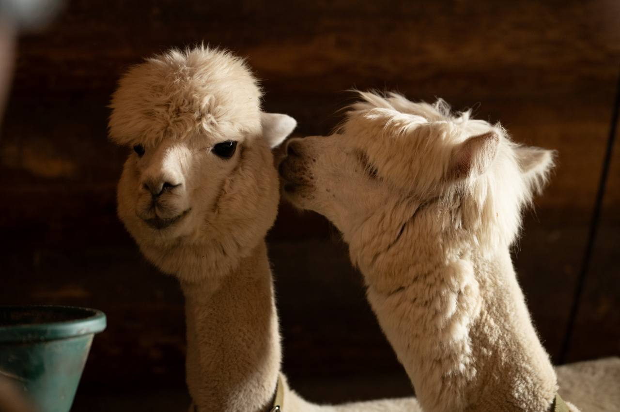 Доктор Гаф (2026) - фото №9