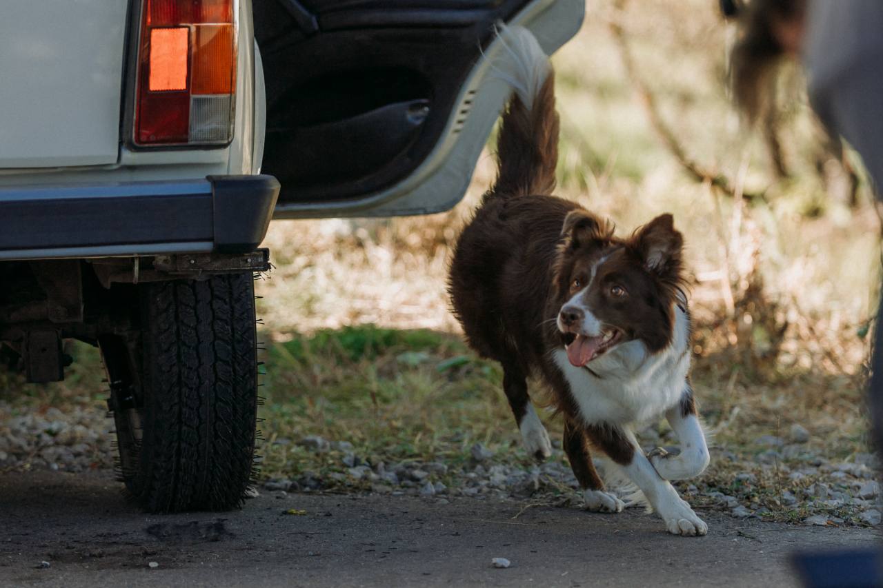 Космическая собака Лида (2025) - фото №6